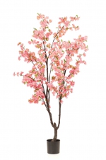 Cherry bloesemboom roze 210cm